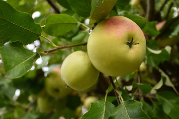 Growing ripe apple closeup