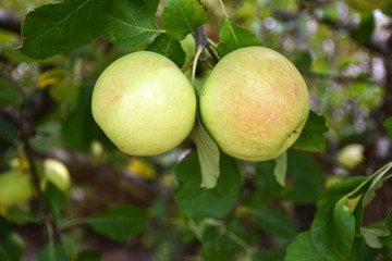 Growing delicious ripe apples closeup