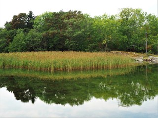 Reflected trees and reeds in Aland, Finland