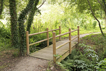 Wood bridge in forest. Calm outdoor scene