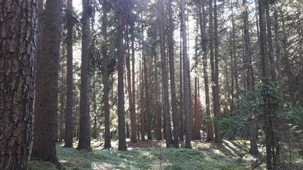 trees in forest