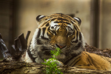 Naklejka premium tiger in zoo