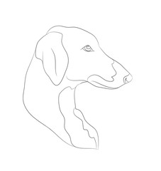 dog portrait, lines, vector