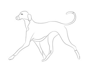 dog running, lines, vector