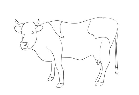 drawing of a cow line, vector