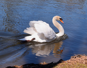 Sleek Swan