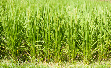 paddy rice field ,Japan