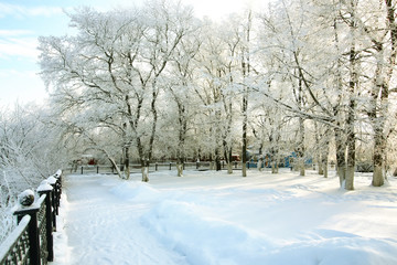 winter forest landscape sunlight and snow
