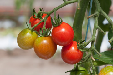 Ripe tomatoes in the garden