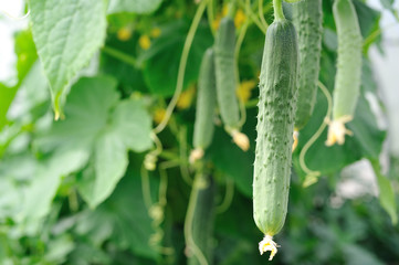 Cucumbers in the garden