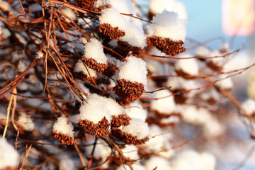 branch of the plant covered with snow winter macro