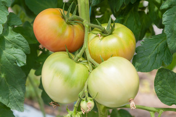 Ripe tomatoes in the garden