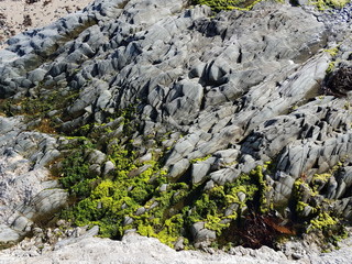 Grey Shoreline Rocks with Green Seaweed Growth Background