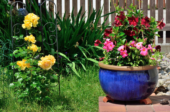 Gartenzauber aus Rosen und Dipladenien