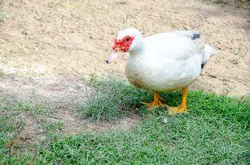 White Muscovy duck walking on the ground