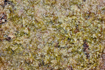 Fresh elderberry flowers on hot water