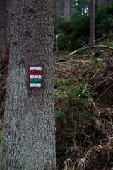 Hiking mark on the tree the in the woods