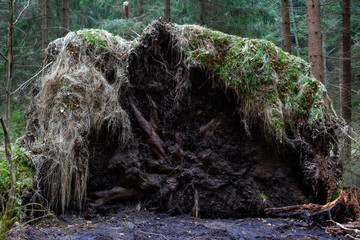 Old fallen tree