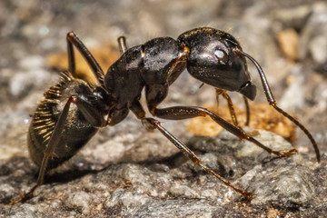 Ant