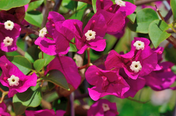Bougainvillea