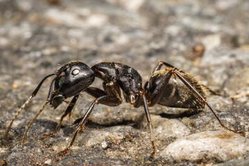 Ant
