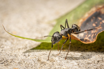 Ant