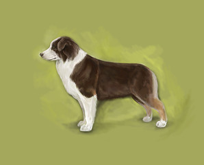 aussie australian shepherd stands on a green background. shepherd dogs