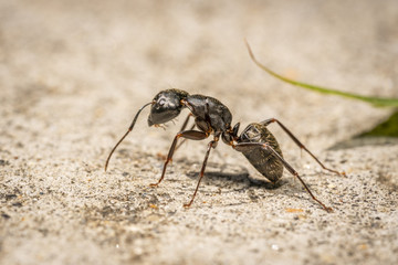 Ant