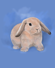 rabbit