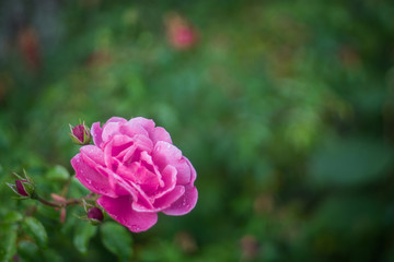 Obraz premium Rosa Blume