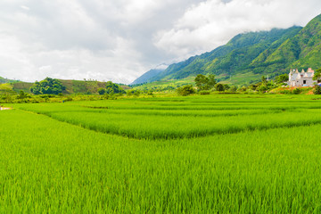 Obraz premium Beautiful paddy field and mountain landscape in SAPA Mu Cang Chai VIETNAM