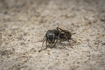 Ant