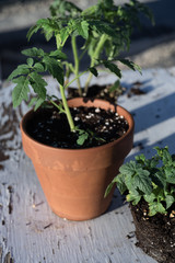 potted tomato plant on tabletop white with woodgrain