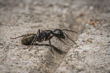 Ant
