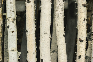 Closeup of birch sticks background texture