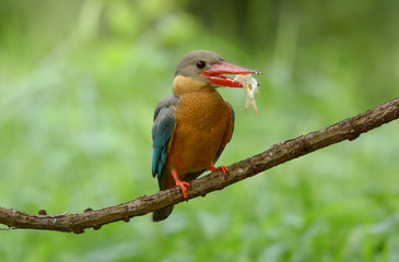 Stork-billed Kingfisher ; Pelargopsis capensis