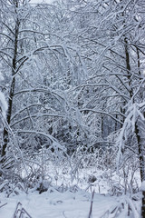 winter forest landscape sunlight and snow