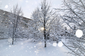 winter forest landscape sunlight and snow