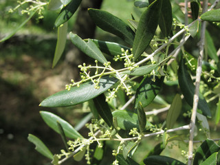 Flowering and fruit set in olive ( Oleaceae family ). Tuscany, Italy