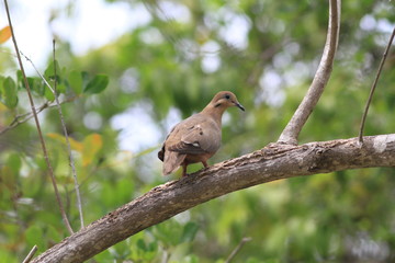 Dove Glare