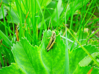 Кузнечик