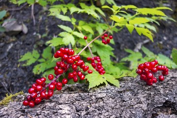 Hawthorn Berry, a large genus of shrubs and trees in the family Rosacea, growing in the foothills of Rocky Mountains in Alberta, Canada