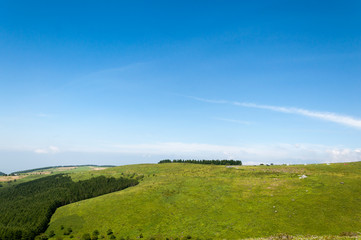 Green field landscape with a lonely tree on the right and clouds on the sky