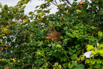 squirrel eating