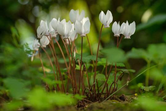 Wei&szlig;e Alpenveilchen (Cyclamen)