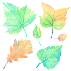 set of cartoon watercolor fallen autumn leaves tree maple, oak isolated on white background