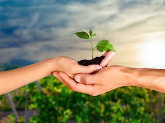 Hands of young beautiful couple holding little Plant