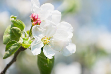 Naklejka na ściany i meble Spring Apple Blossom over blue sky.