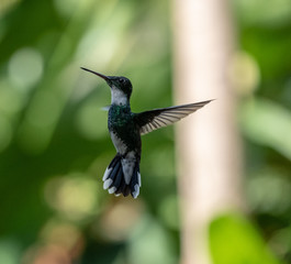 White throated hummingbird (Leucochloris albicollis) in flight. Puerto Iguazu , Misiones, Argentina