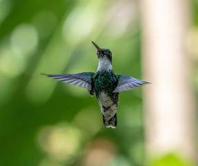 White throated hummingbird (Leucochloris albicollis) in flight. Puerto Iguazu , Misiones, Argentina